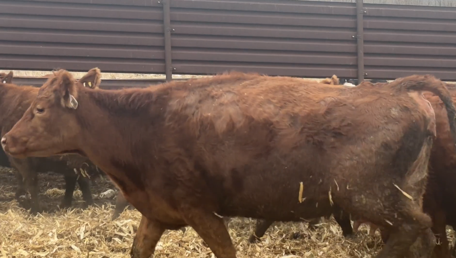 Mostly home-raised – (6-10) year-olds, calving March 27 for 90 days!-BC114B6